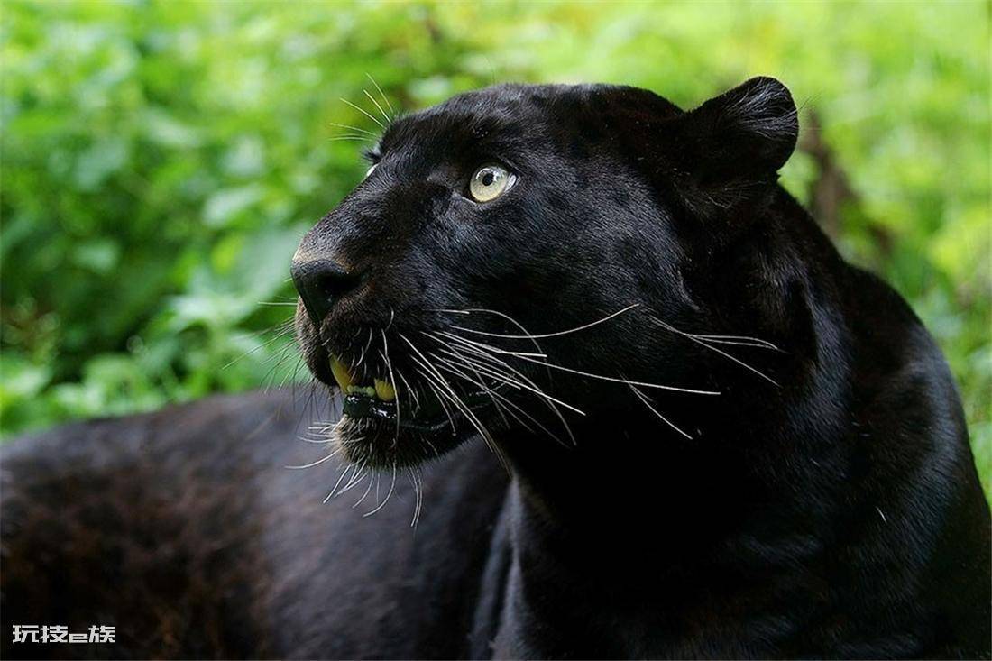 霸王猇灭绝了吗(霸王猇突然消亡的原因究竟是什么)-图片1